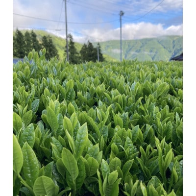 川根本町産 上級川根銘茶13本セット　70-1