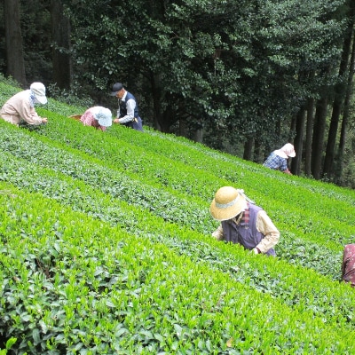 生粋川根茶(16)澤本園の「茶心・千寿百楽・川根大はしり・大はしり・八十八夜摘」100g袋×5本