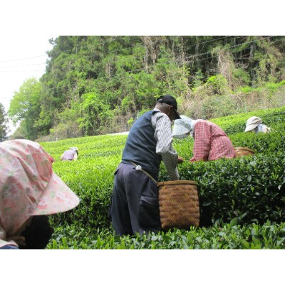 生粋川根茶(1)澤本園の「八十八夜摘」200g缶