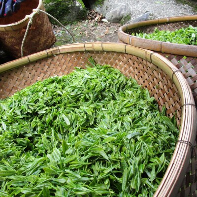 生粋川根茶(3)澤本園の「八十八夜摘」7g一煎パック×18個