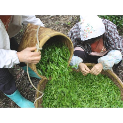 生粋川根茶(23)澤本園の「茶心」50g袋×2本