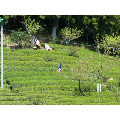 生粋川根茶(24)澤本園の「大はしり」100g袋×2本