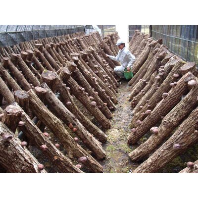 【坂本園】川根本町　原木栽培 生椎茸