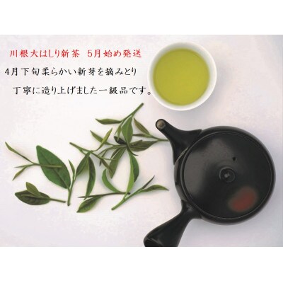 坂本園の新茶 静岡川根茶大走り新茶100g×6本【5月上旬～6月末発送】