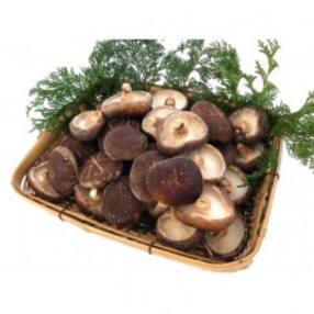 坂本園の原木栽培 生椎茸 約1kg