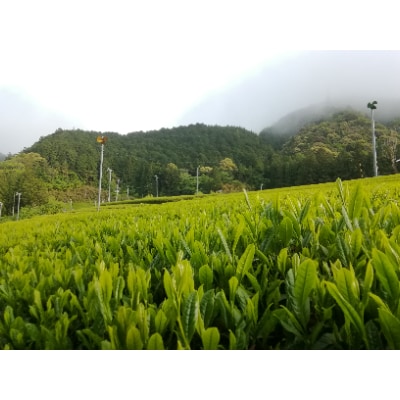 若摘み高級緑茶 新鮮パック