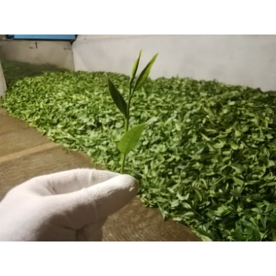 緑茶200g 新鮮パックA