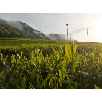 緑茶200g新鮮パックB