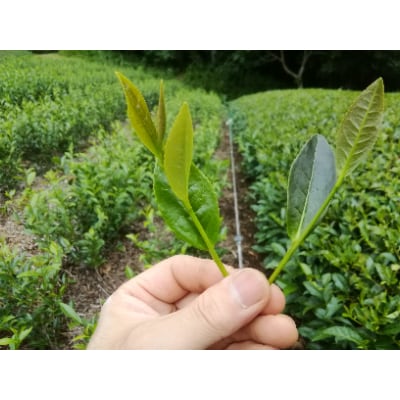 高級緑茶 品種茶 詰め合わせ【やぶきた・つゆひかり・さくらみどり・香駿】
