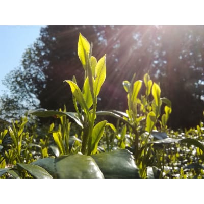 若摘み高級緑茶・和紅茶 詰め合わせ