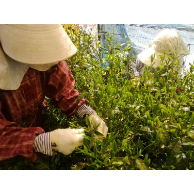 手摘み覆い掛け緑茶・萎凋香り緑茶 詰め合わせB