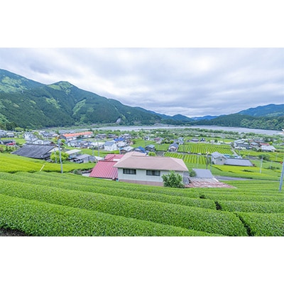 2023年4月発送開始『定期便』「川根の茶」ペットボトル500ml×24本入り全12回