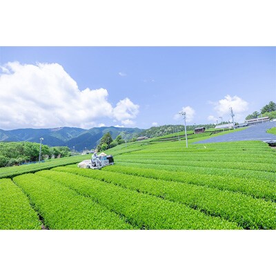 2023年5月発送開始『定期便』「川根の茶」ペットボトル500ml×24本入り全6回