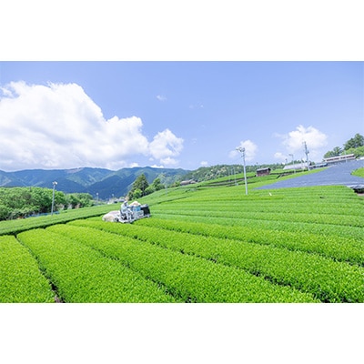 2023年9月発送開始『定期便』「川根の茶」ペットボトル500mlx24本入り全12回