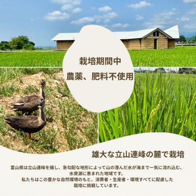 【令和7年産】精米 ヘルジアンウッド米 5kg 富山県産コシヒカリ