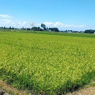 富山県立山町産　こしひかり　5kg×2　計10kg　保存用唐辛子付き