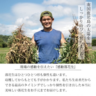【先行受付】9月下旬より順次発送　国産高級品種(千葉半立)【塩茹で感動落花生】300g×5パック