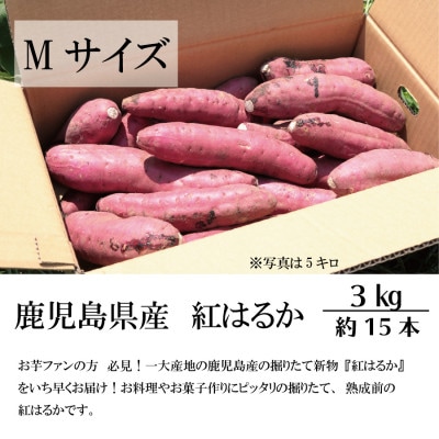 【先行予約】さつまいもファン必見!鹿児島産『紅はるか』をいち早くお届け Mサイズ3キロ