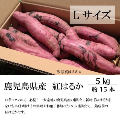 【先行予約】さつまいもファン必見!鹿児島産『紅はるか』をいち早くお届け Lサイズ5キロ