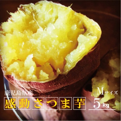 熟成紅はるか『感動さつまいも』Mサイズ5キロ　鹿児島県産