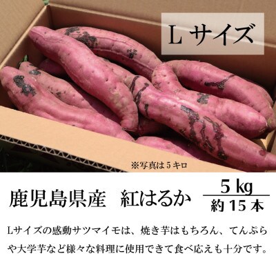 熟成紅はるか『感動さつまいも』Lサイズ5キロ　鹿児島県産