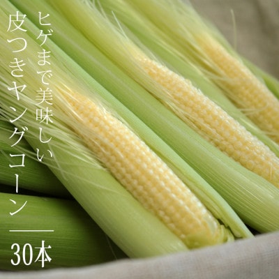 【朝獲り当日出荷】ヒゲまで美味しい 皮つきヤングコーン30本