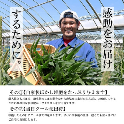 【朝獲り当日出荷】ヒゲまで美味しい 皮つきヤングコーン30本