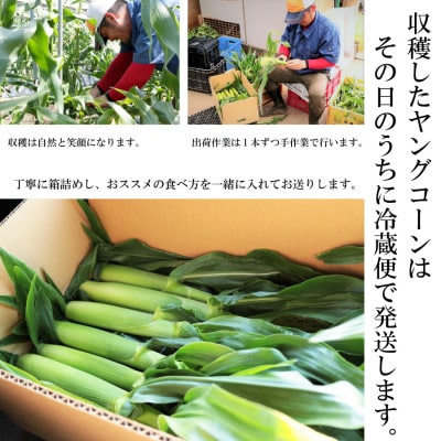 【朝獲り当日出荷】ヒゲまで美味しい 皮つきヤングコーン30本