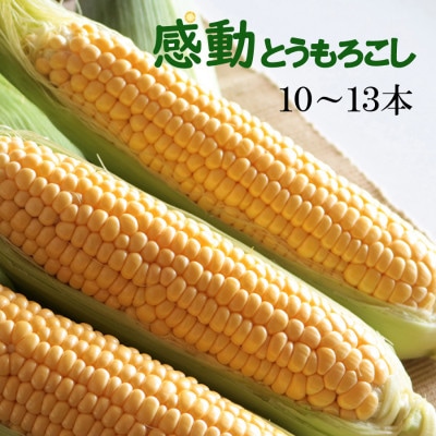 【先行受付】【2025年5月下旬より順次発送】ゴールドラッシュ『感動とうもろこし』約4キロ