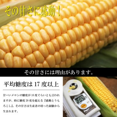 【先行受付】【2025年5月下旬より順次発送】ゴールドラッシュ『感動とうもろこし』約4キロ