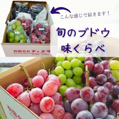 旬のブドウ味くらべ約2キロ【数量・期間限定】