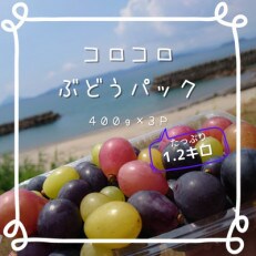 【2023年8月より順次発送・先行受付】【訳あり】ころころぶどうパック約1.2キロ | ふるさと納税のお礼品