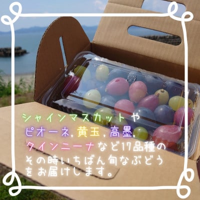 【訳あり】ころころぶどうパック約1.2キロ