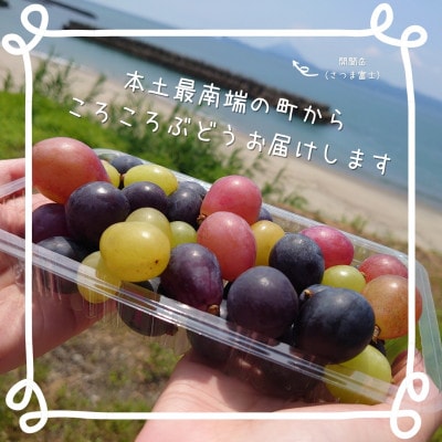 【訳あり】ころころぶどうパック約1.2キロ