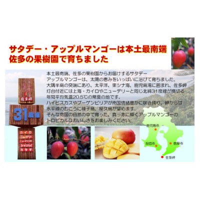 【2024年発送・先行受付】完熟アップルマンゴー約800g