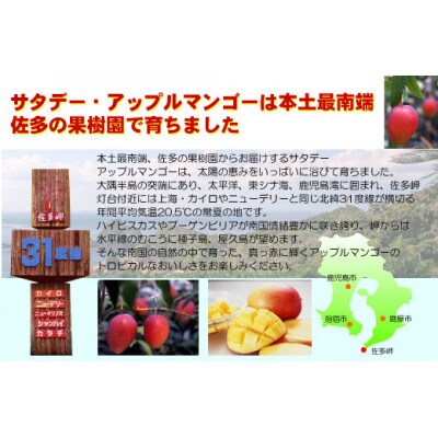 【2024年発送・先行受付】完熟アップルマンゴー約2kg
