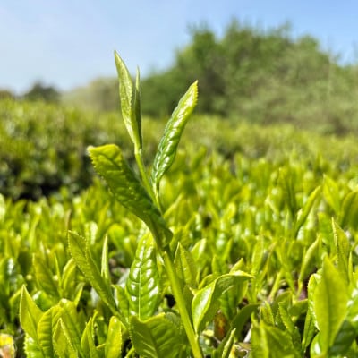 体の内側から美しくなろう 有機茶セット