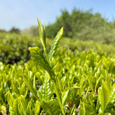 自然の力を丸ごと味わう おいしい有機茶セット