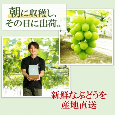 令和8年夏から順次発送　島根県産・星のぶどうシャインマスカット　2房(約1kg)[化粧箱入]