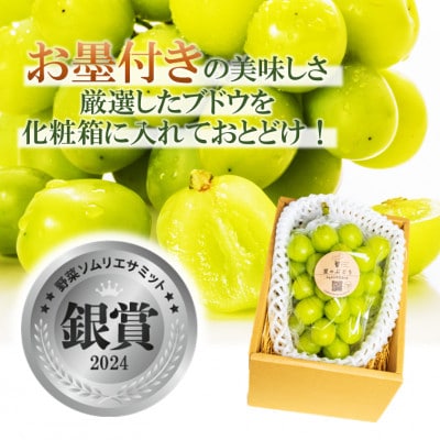 令和8年夏から順次発送　島根県産・星のぶどうシャインマスカット　2房(約1kg)[化粧箱入]
