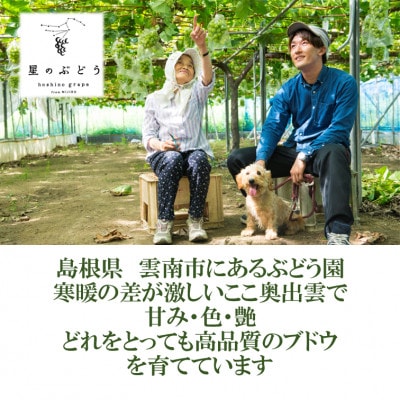 令和8年夏から順次発送　島根県産・星のぶどうシャインマスカット　2房(約1kg)[化粧箱入]