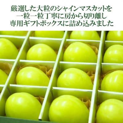 令和7年夏から順次発送「星のぶどう」シャインマスカット ジュエリーBOX 16粒[秀品・化粧箱入り]