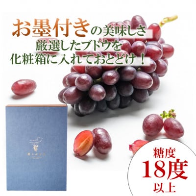 令和7年夏から順次発送「星のぶどう」 クイーンセブン1房(約350g)[秀品・化粧箱入り]