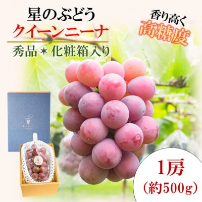 令和7年夏から順次発送「星のぶどう」 クイーンニーナ1房(約500g)[秀品・化粧箱入り]