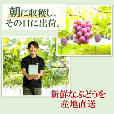 令和7年夏から順次発送「星のぶどう」 クイーンニーナ1房(約450g)[訳あり・ご自宅用]
