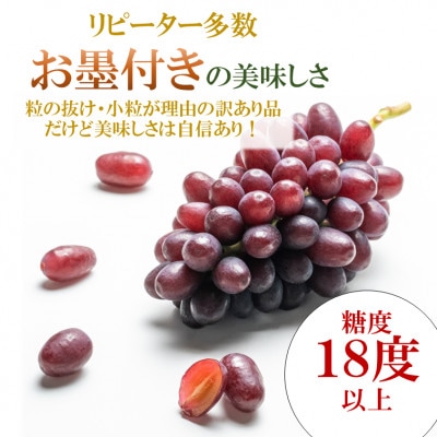 令和7年夏から順次発送「星のぶどう」 クイーンセブン1房(約350g)[訳あり・ご自宅用]