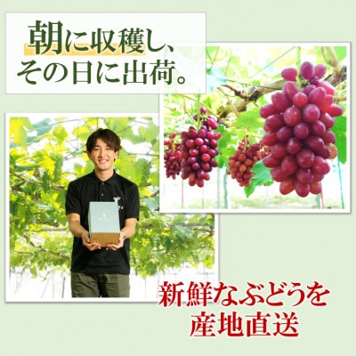 令和7年夏から順次発送「星のぶどう」 クイーンセブン1房(約350g)[訳あり・ご自宅用]