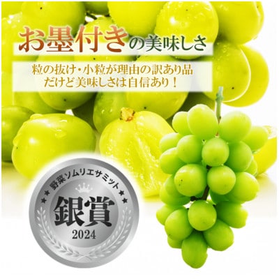令和8年夏から順次発送 島根県産星のぶどう シャインマスカット2房(約1kg)【訳あり・ご自宅用】
