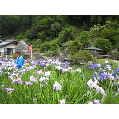 石照庭園　花しょうぶ品種見計らい12株