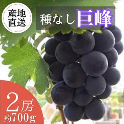 【2026年発送・先行予約】島根の自然が育んだ、溢れる果汁の贅沢「巨峰」2房 約700g